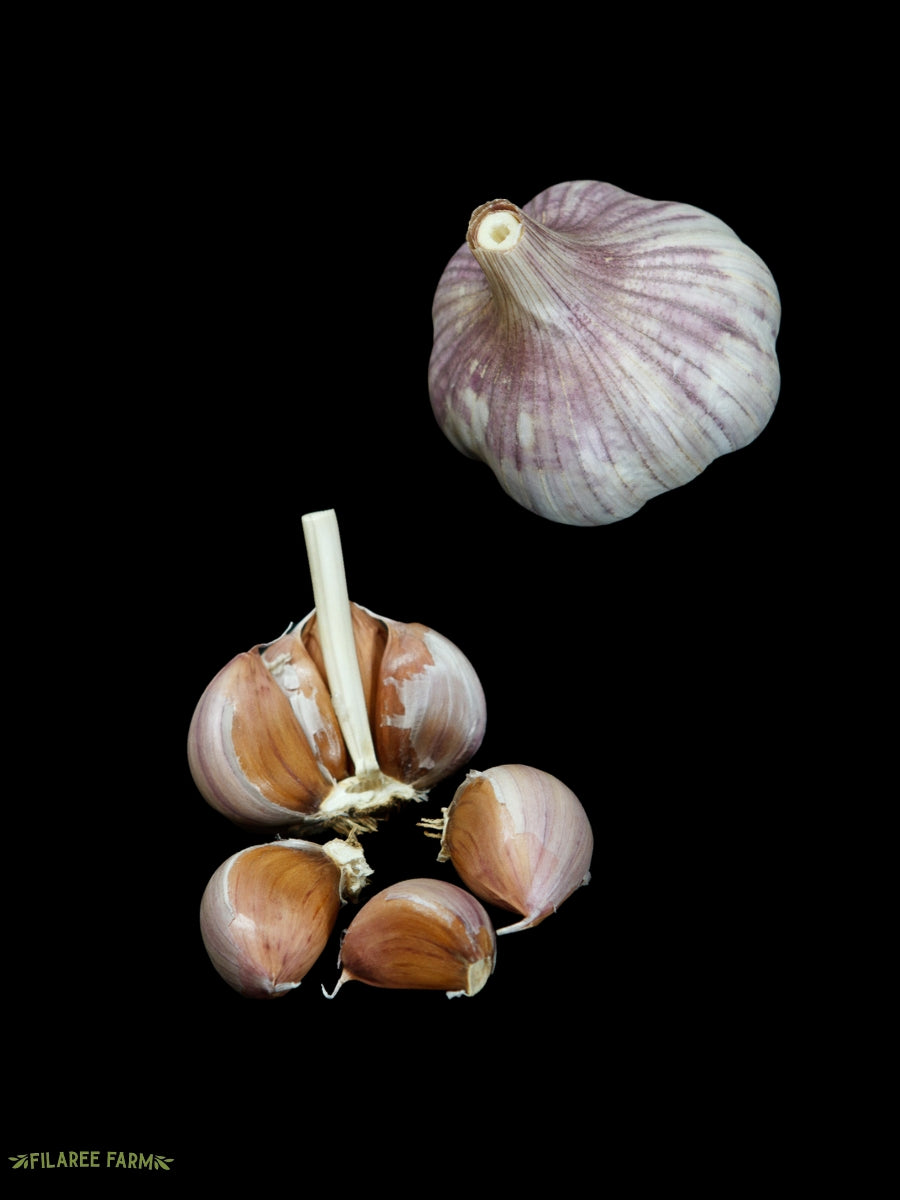 Garlic Hardneck 'Shandong' - Edible Bulb