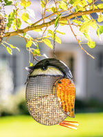 Chickadee Hanging Bird Feeder