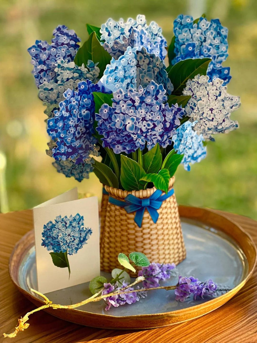 hydrangea succulent bouquet Nantucket Hydrangeas Pop-Up Flower Bouquet – Watson's Greenhouse