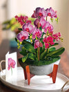 Orchid Oasis Pop-Up Flower Bouquet