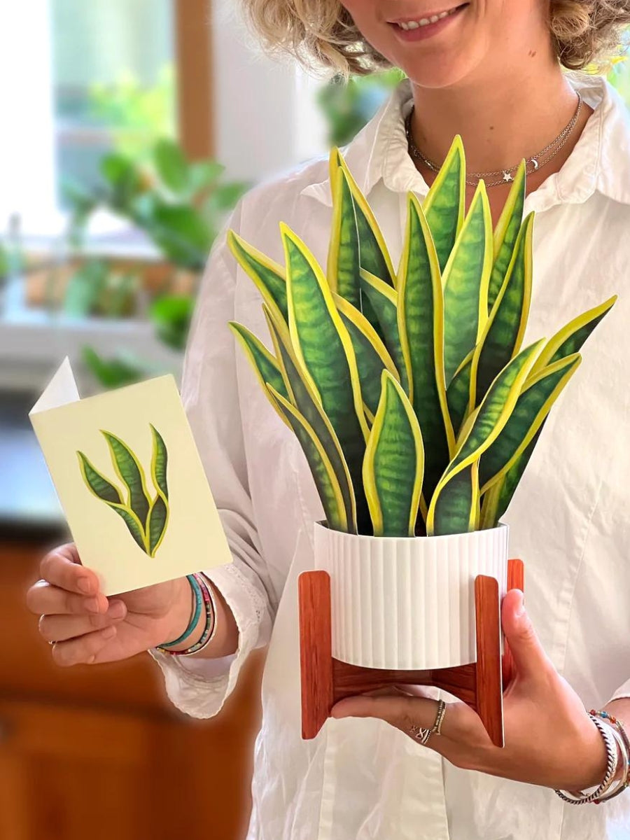 Snake Plant Pop-Up Houseplant