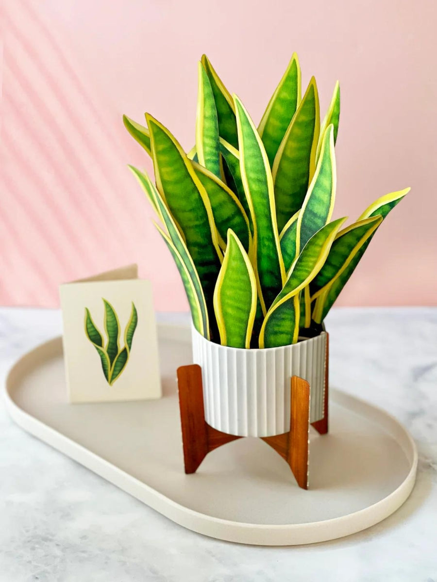 Snake Plant Pop-Up Houseplant