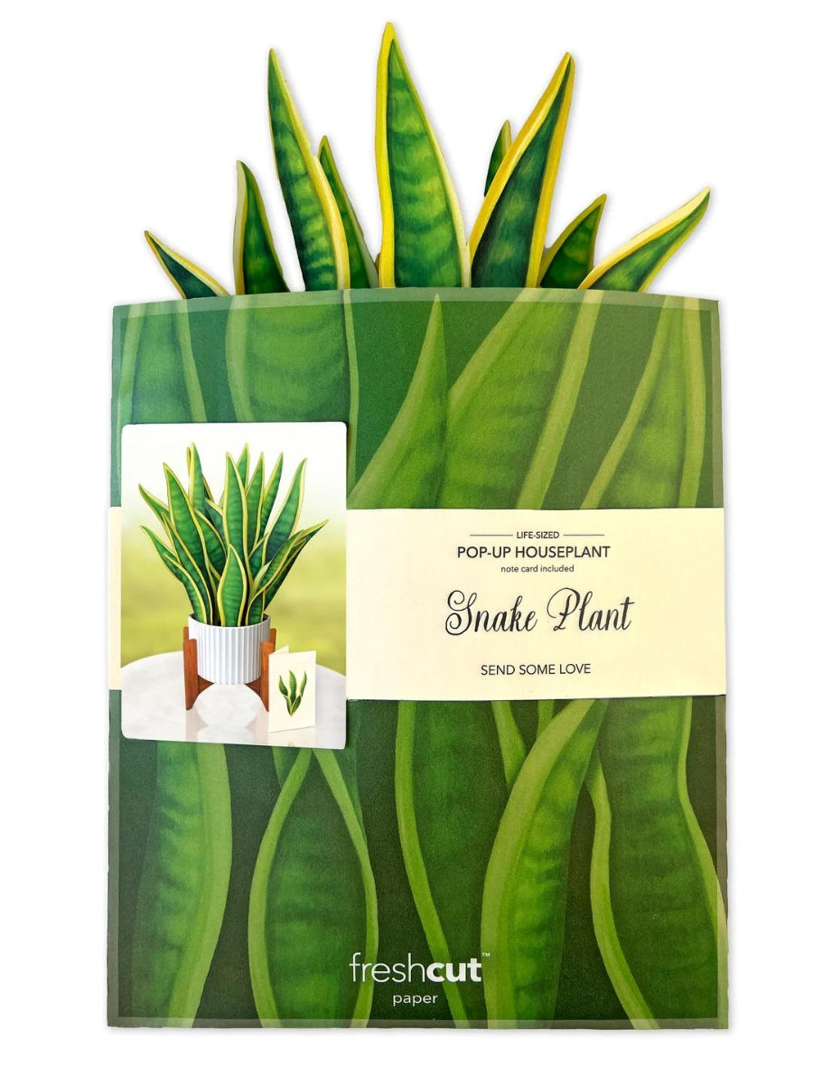 Snake Plant Pop-Up Houseplant