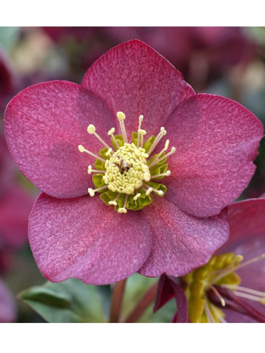 Hellebore Ice N' Roses Red 1G