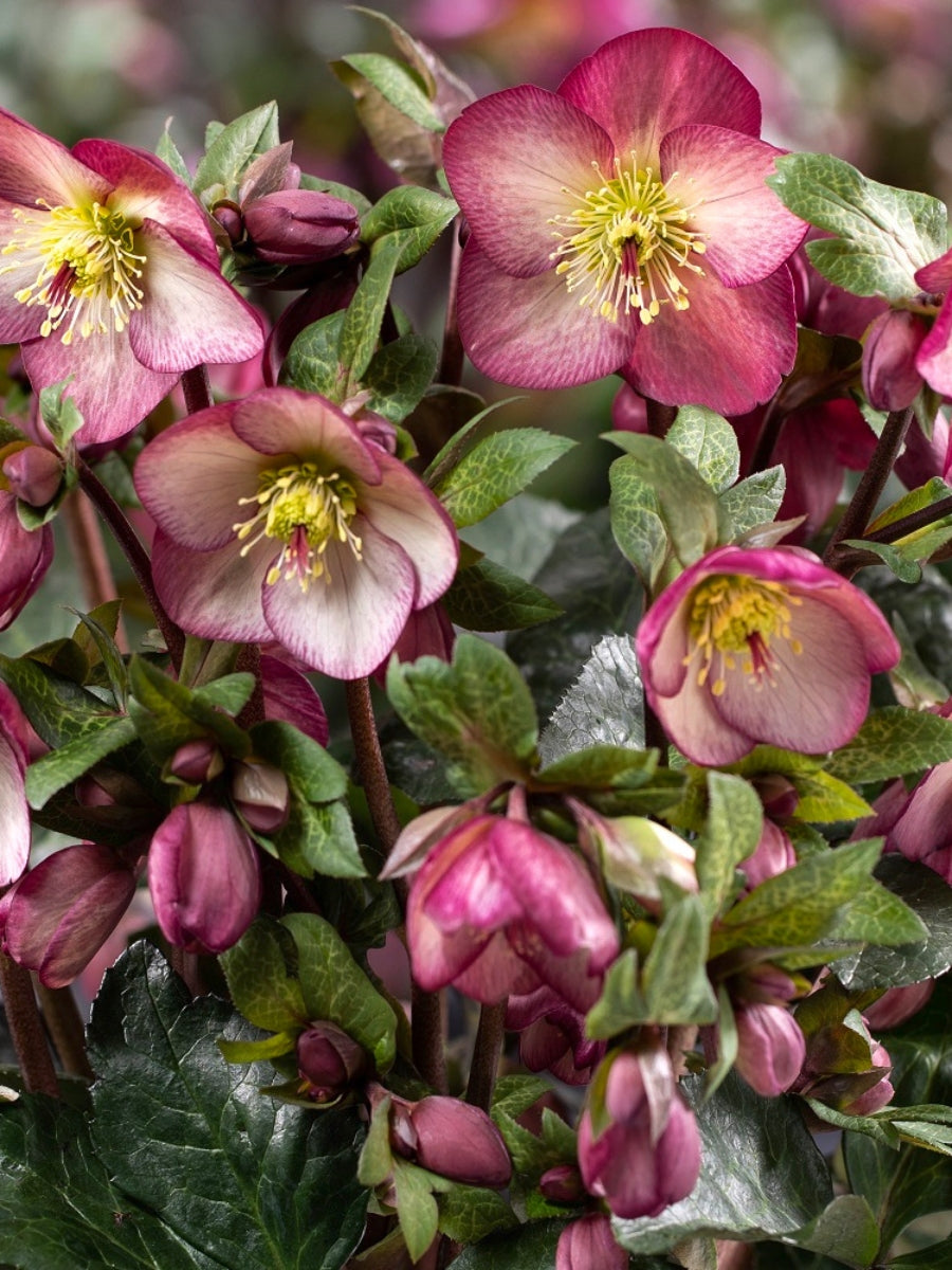 Hellebore Ice N'Roses 'Mary Marble' 1G