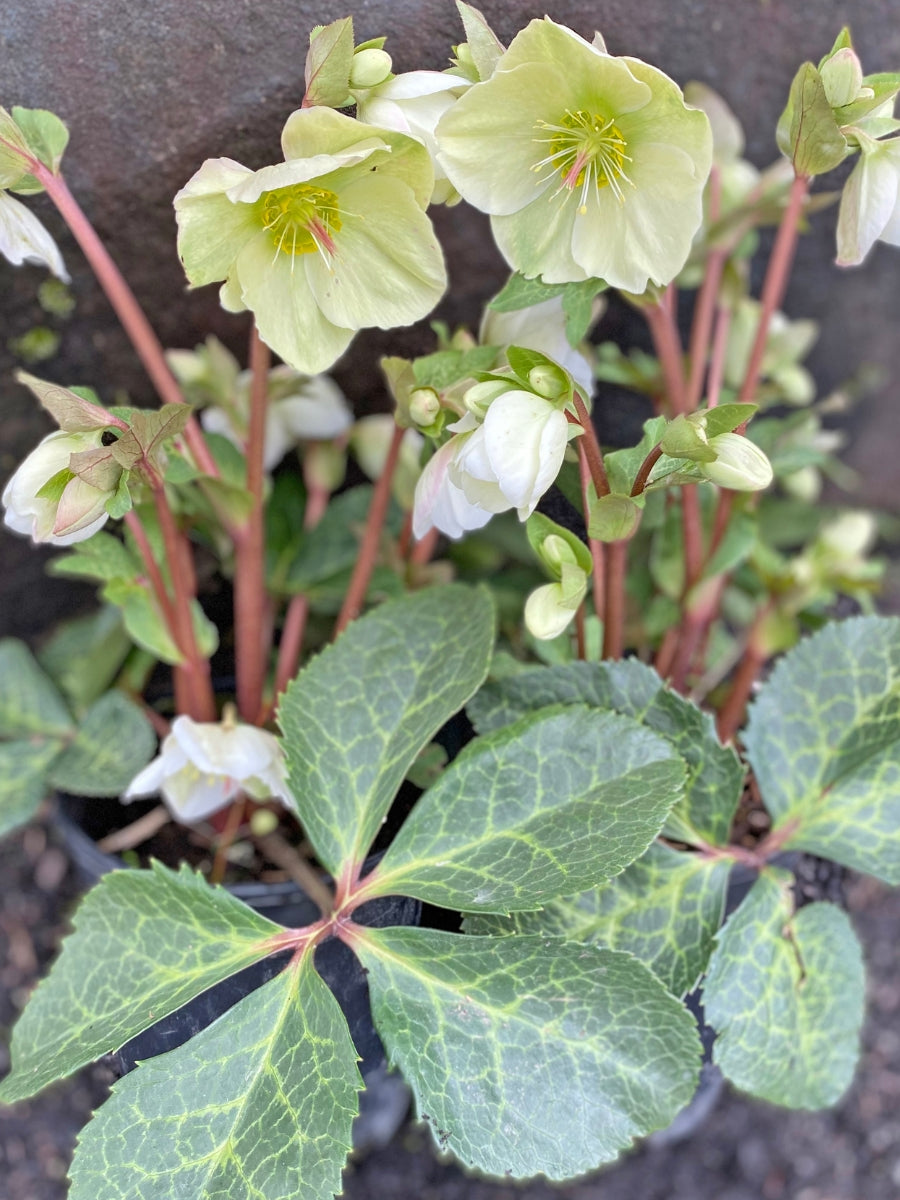 Hellebore 'Molly's White' 1G