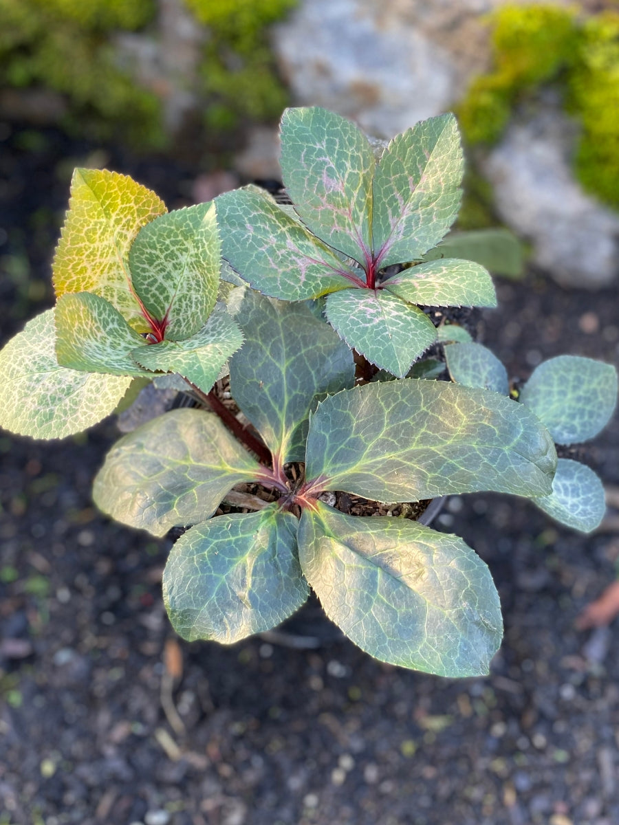 Hellebore 'Penny's Pink' 1G