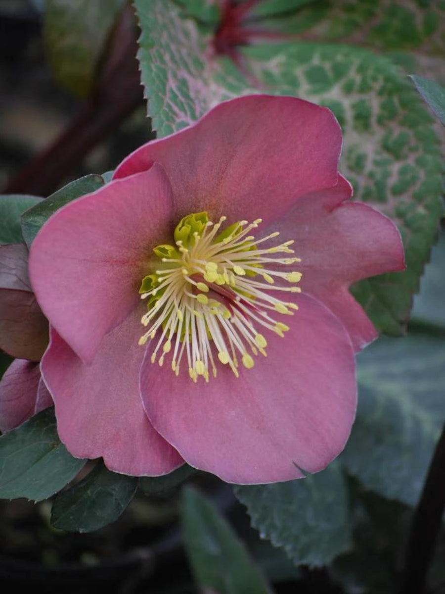 Hellebore 'Penny's Pink' 1G