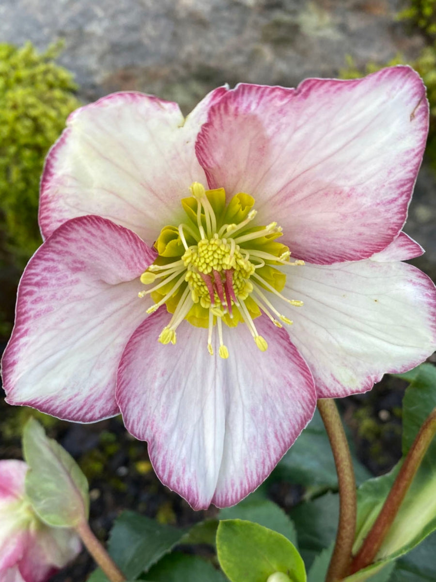 Hellebore Ice N' Roses Picotee