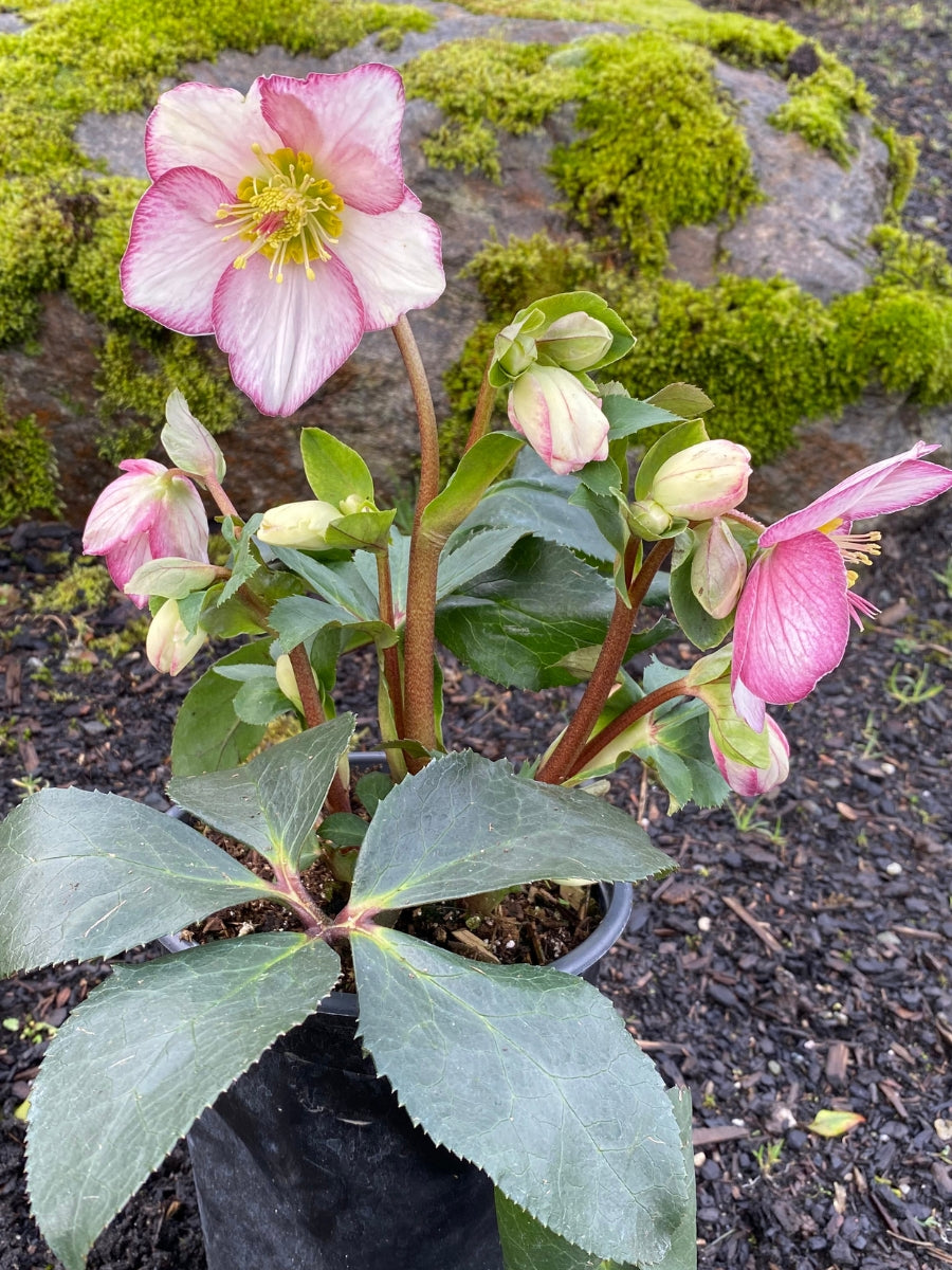 Hellebore Ice N' Roses Picotee