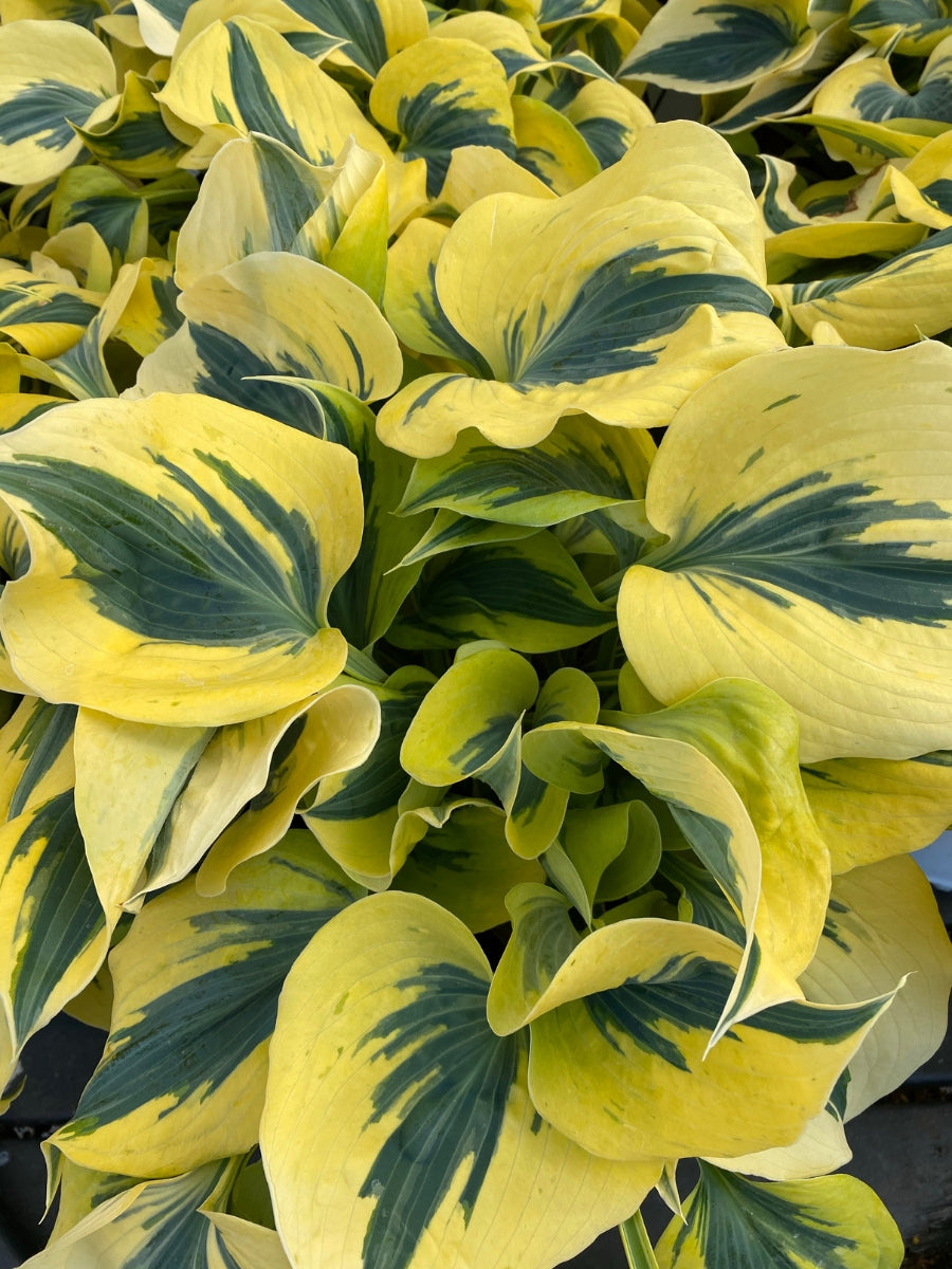 Hosta Shadowland® 'Autumn Frost' 1G