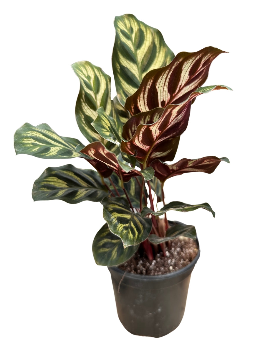 calathea makoyana prayer plant Calathea Makoyanna Peacock 4"