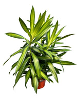 Dracaena 'Song of Jamaica' 6"