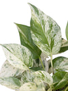 Pothos 'Marble Queen' 6"