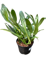 Pothos 'Amplissimum' 6"