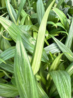 Pothos 'Amplissimum' 6"