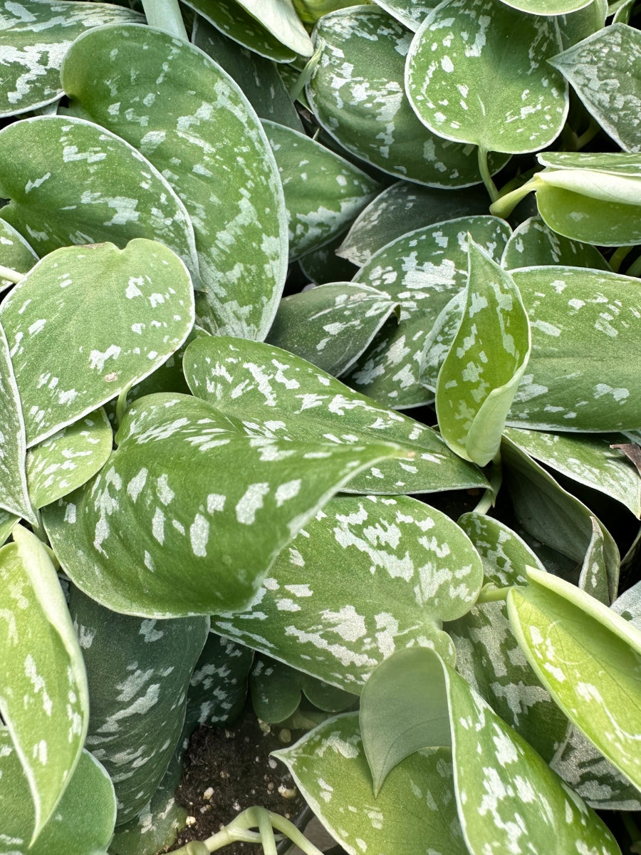 Scindapsus 6" Pictus