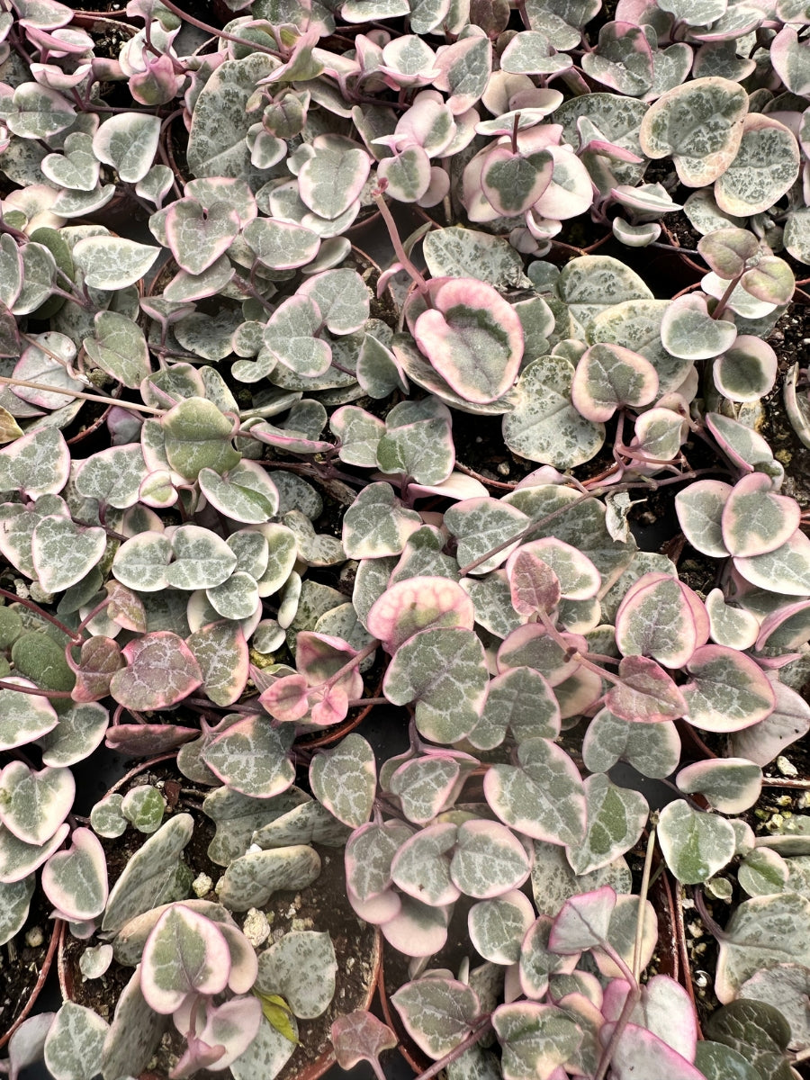 Variegated String of Hearts 2"