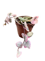 Variegated String of Hearts 2"