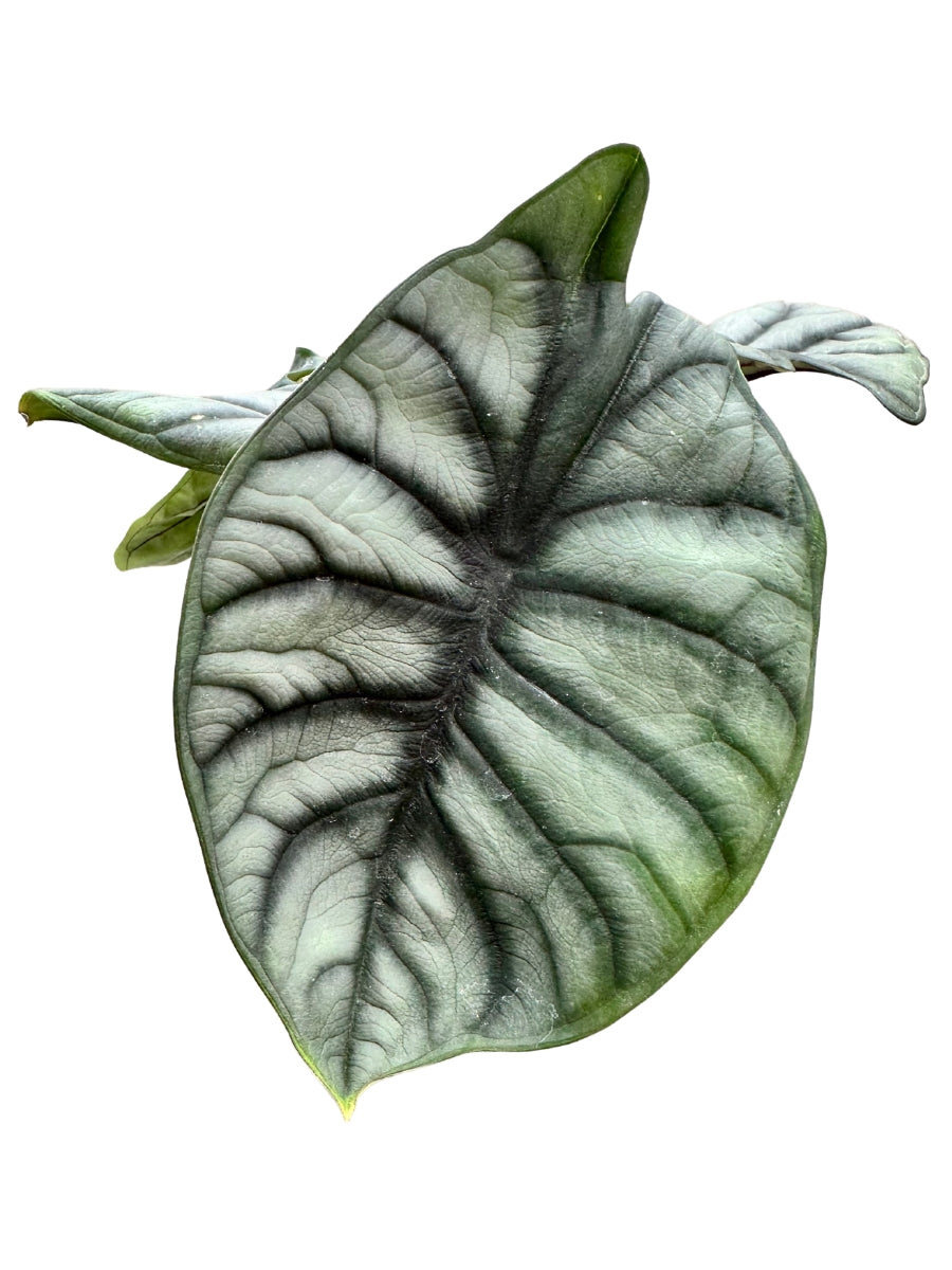 Alocasia 'Silver Dragon' 4"