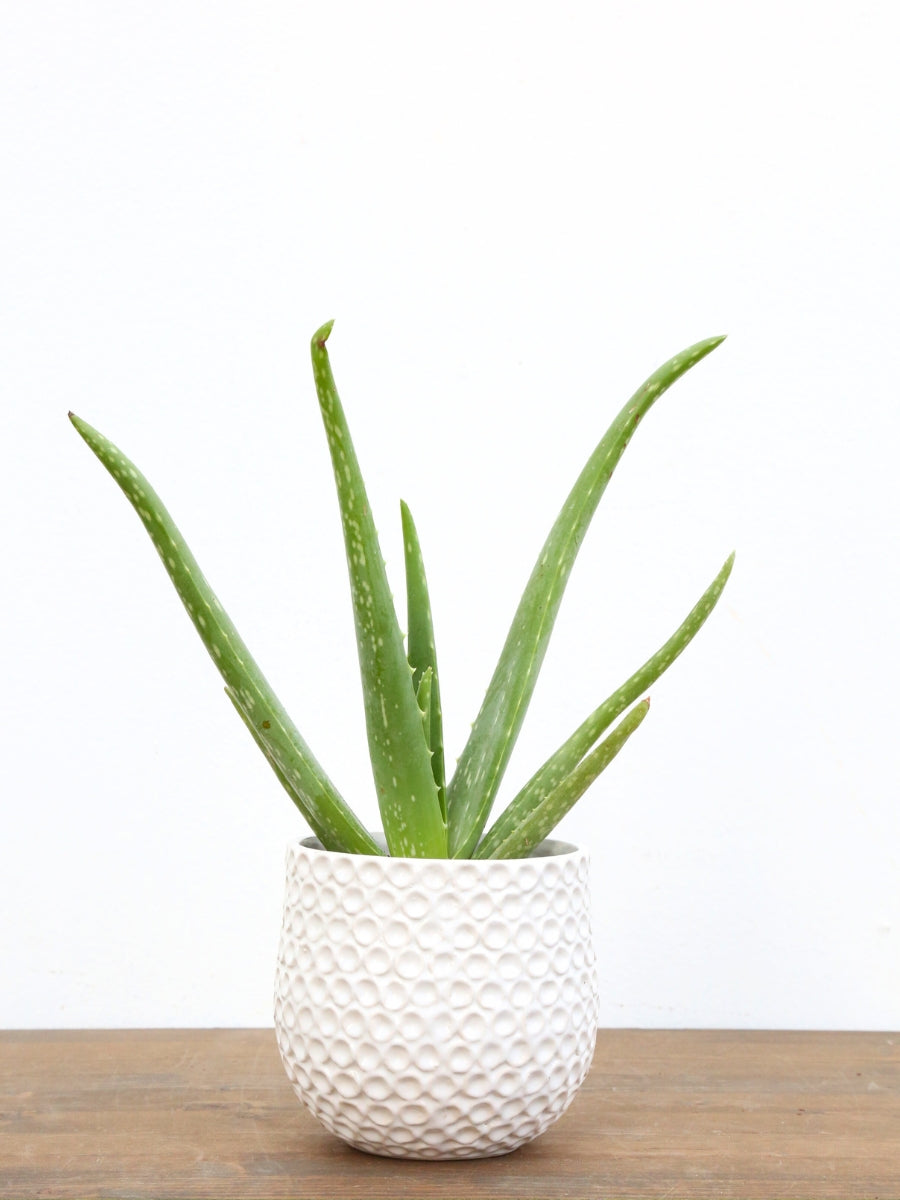 Aloe Vera 4