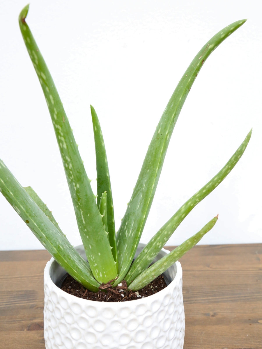 Aloe Vera 4