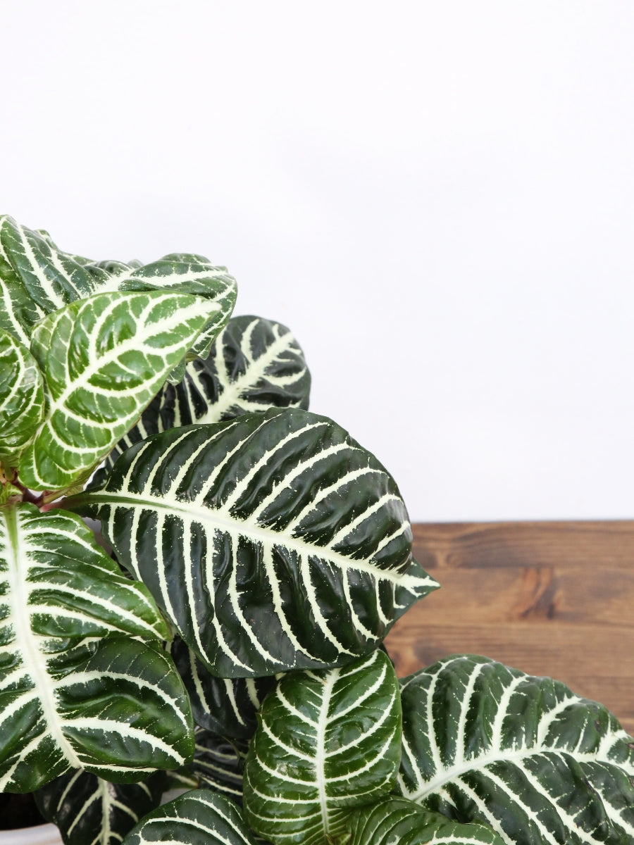 Aphelandra Zebra Plant