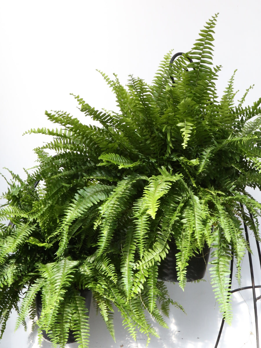 hanging fern plant Hanging Basket