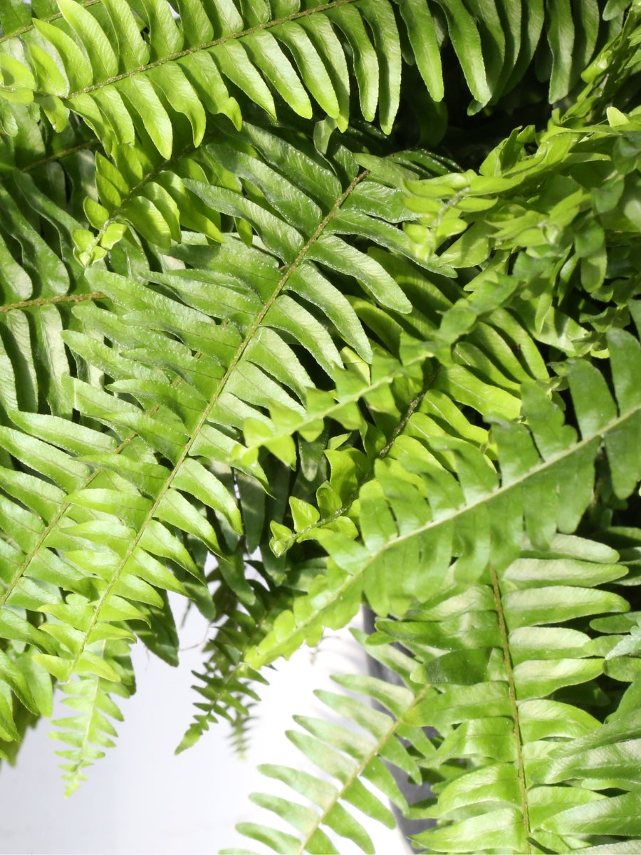 Hanging Basket | Boston Fern 10