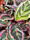 Calathea Angela 4"
