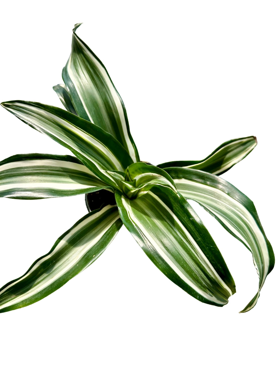 dracaena dragon green jewel Dracaena Jade Jewel- Live Plant in a 4 Inch Pot - Dracaena Fragrans 'Jade Jewel'