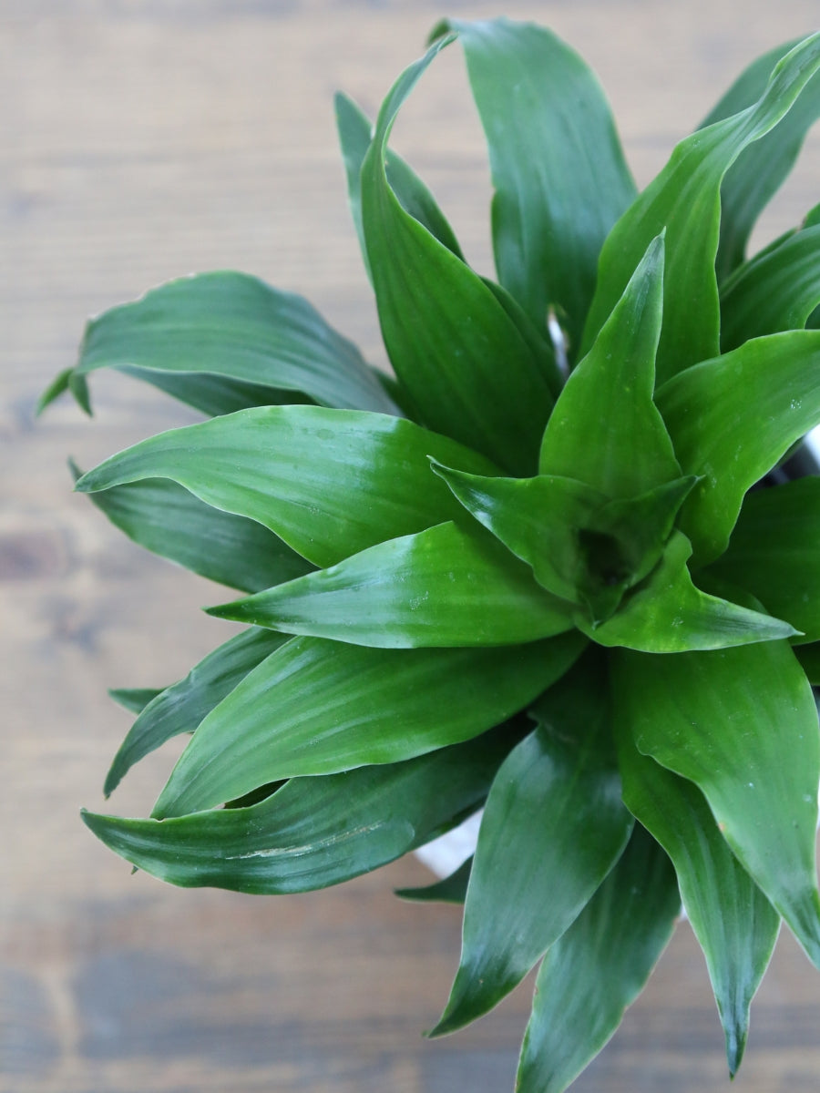 dracaena janet Dracaena Janet Craig – Watson's Greenhouse