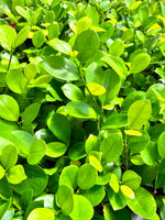 Ficus 'Moclame' 4"
