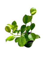 Ficus 'Moclame' 4"