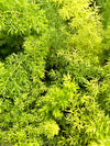 Fern Foxtail 6"