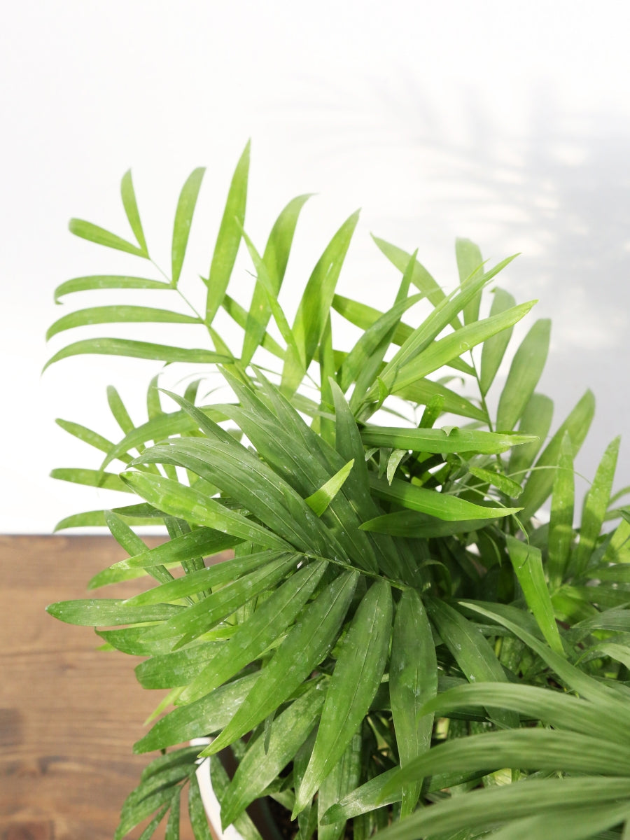 neanthe bella palm plant Neanthe Bella Palm – Watson's Greenhouse