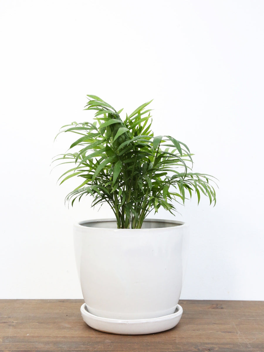 palm neanthe bella plant Neanthe Bella Palm – Watson's Greenhouse
