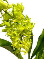 Grammatophyllum Orchid