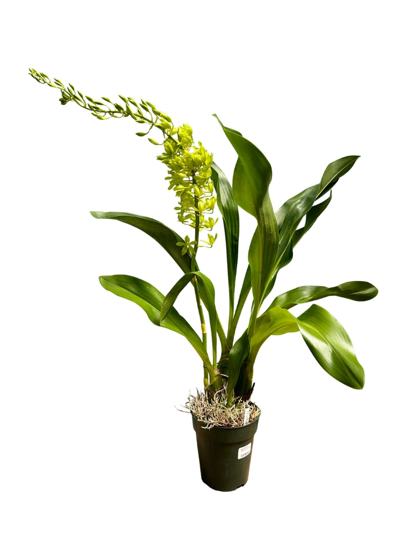 Grammatophyllum Orchid