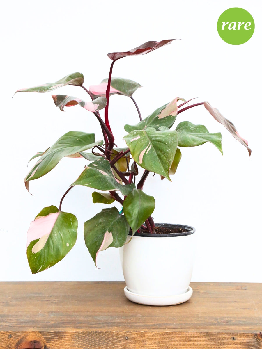 Philodendron 'Pink Princess'