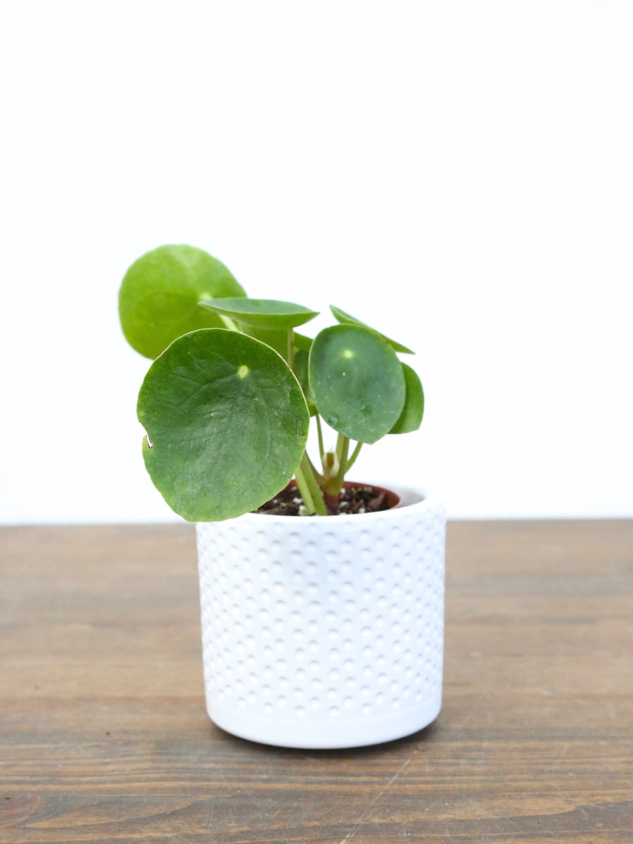 Pilea 'Chinese Money Plant'