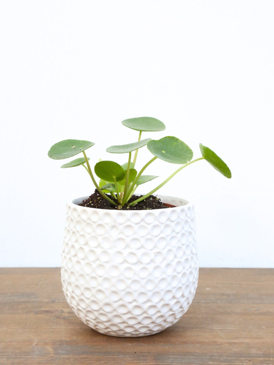 money plant container Pilea 'Chinese Money Plant' – Watson's Greenhouse