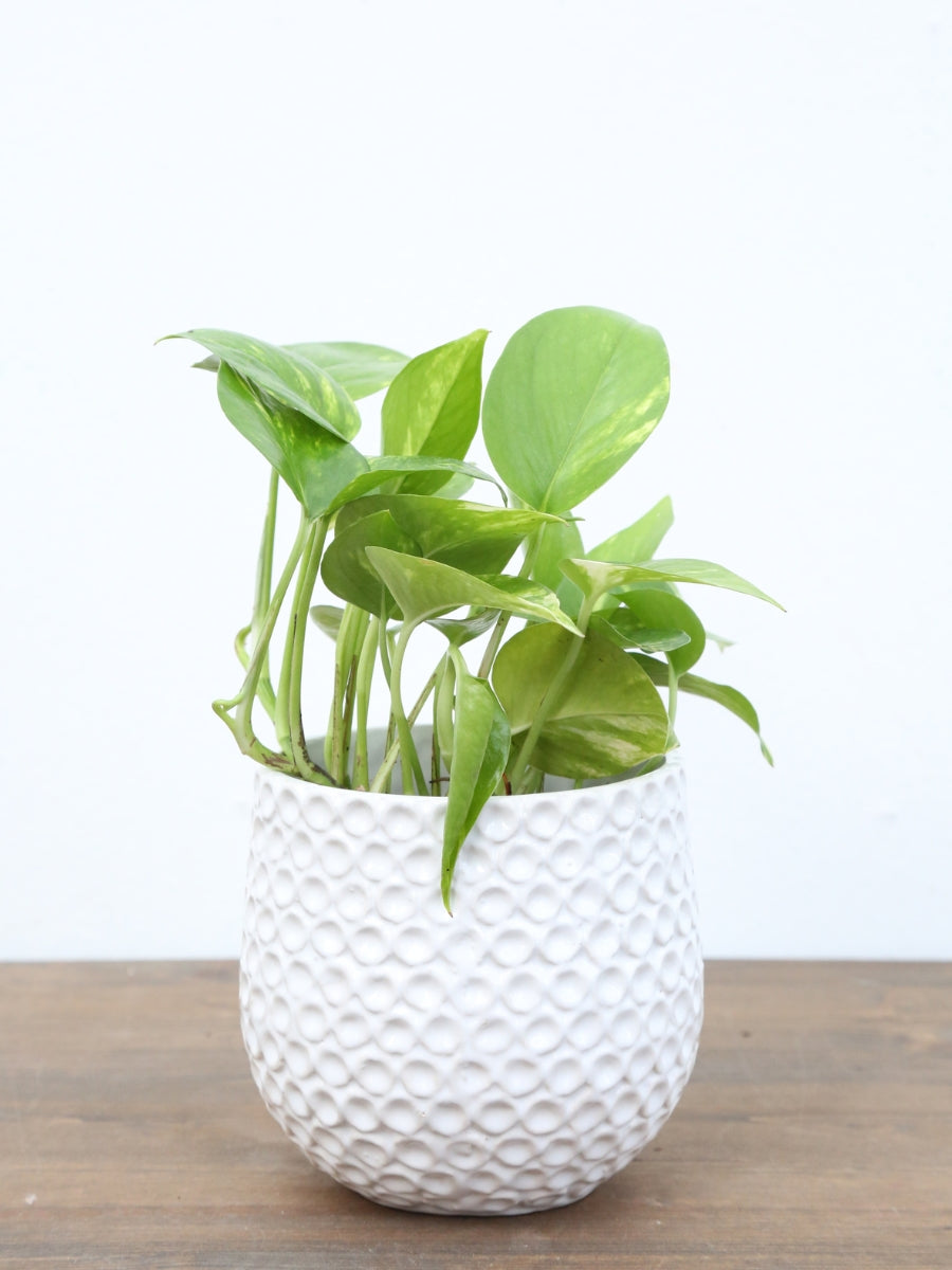 planters for pothos Pothos 'Golden'