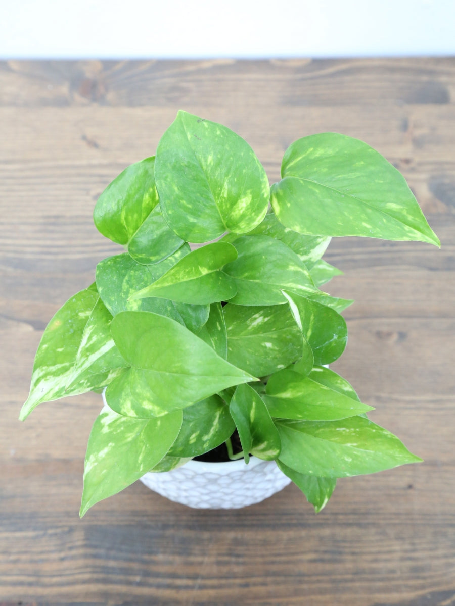 golden pothos price philippines Pothos 'Golden'