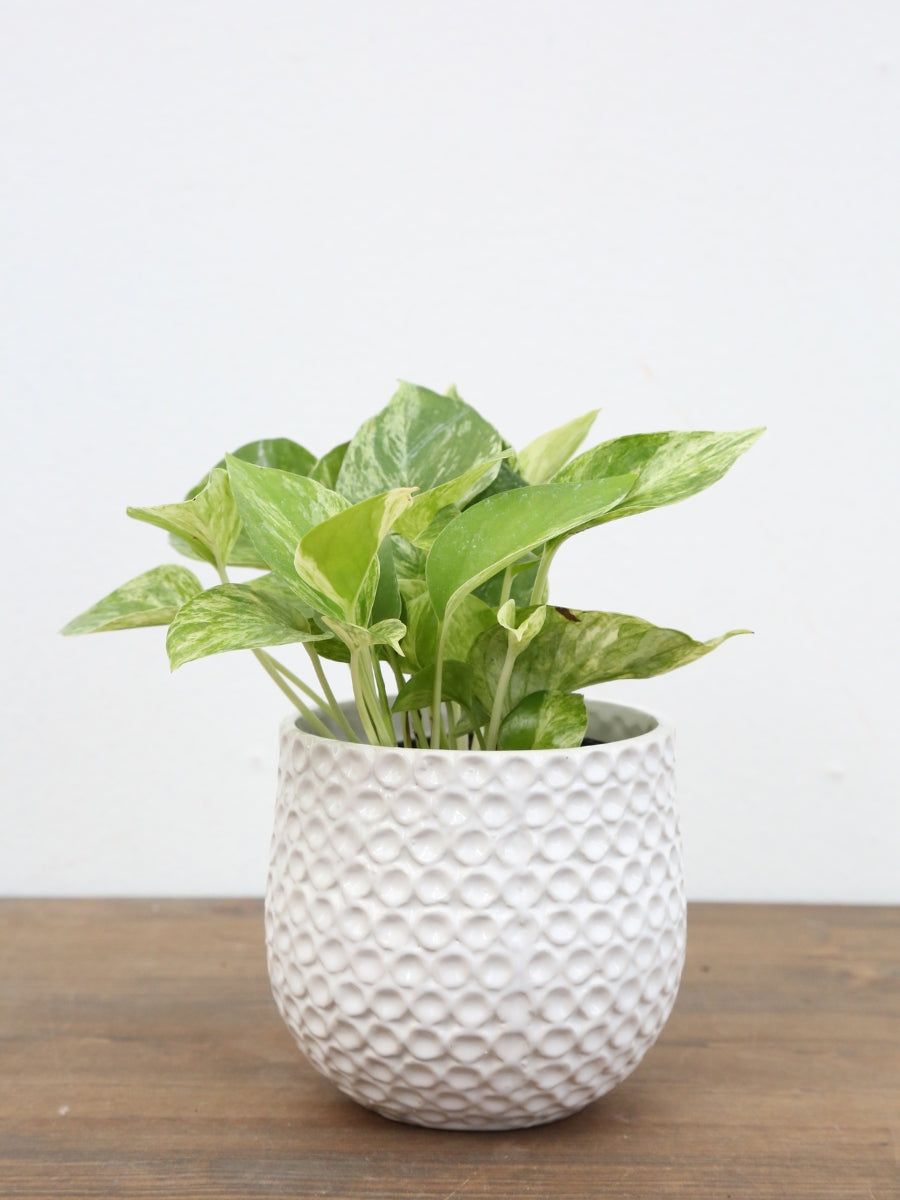 Pothos 'Marble Queen' 4