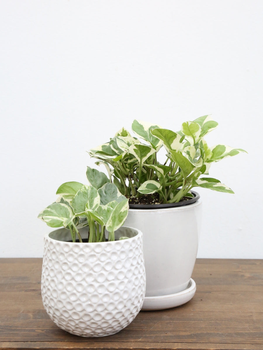 Pothos 'Pearls and Jade’