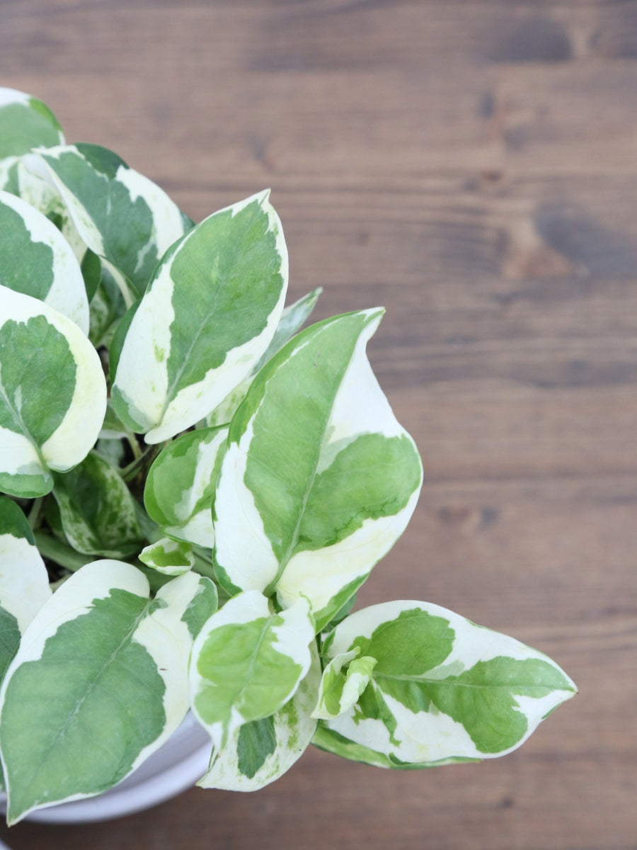 Pothos 'Pearls and Jade’