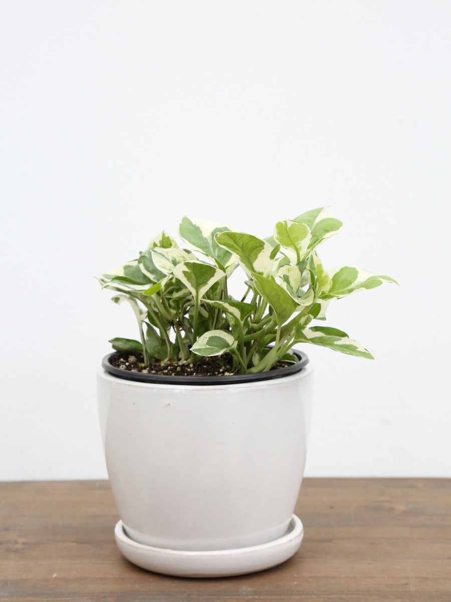 Pothos 'Pearls and Jade’