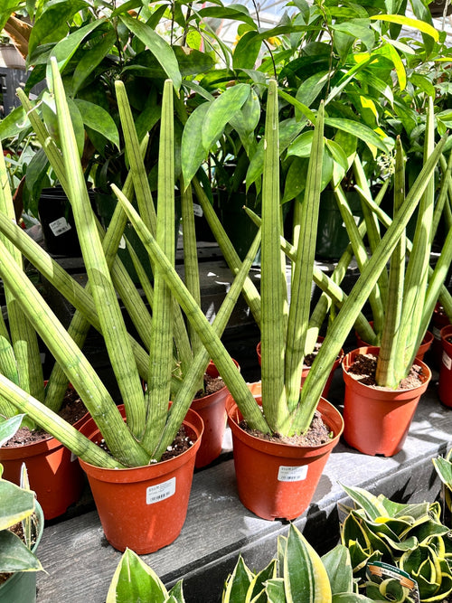Sansevieria Cylindrica Natural Fan 6"