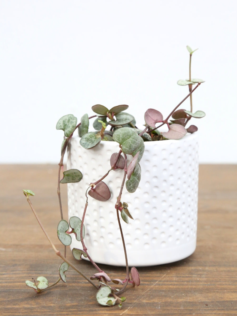 String of Hearts - 2"